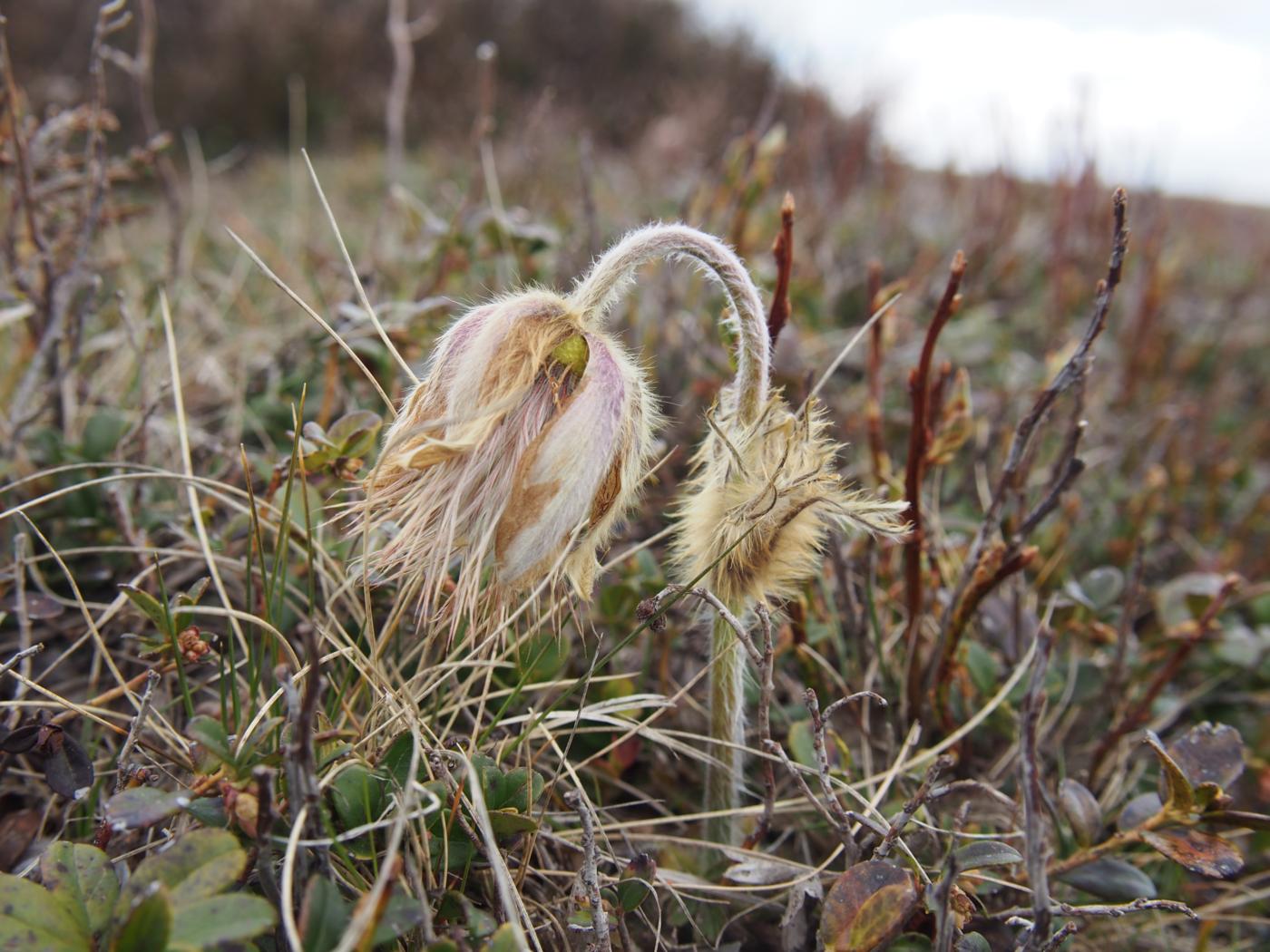 Pasque flower, Pale fruit